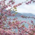 Spring Haiku, a haiku by Gareth Nurden at Spillwords.com