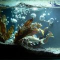 The Aquarium, a short story by Dmitry Berkut at Spillwords.com