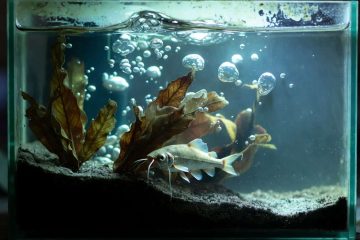 The Aquarium, a short story by Dmitry Berkut at Spillwords.com