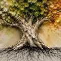 Tree Haiku, a poem by Joshua St. Claire at Spillwords.com