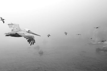Flawed, poetry by Cindy Georgakas at Spillwords.com