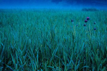 Night Heath, a poem by Lisa Boyadzhieva at Spillwords.com