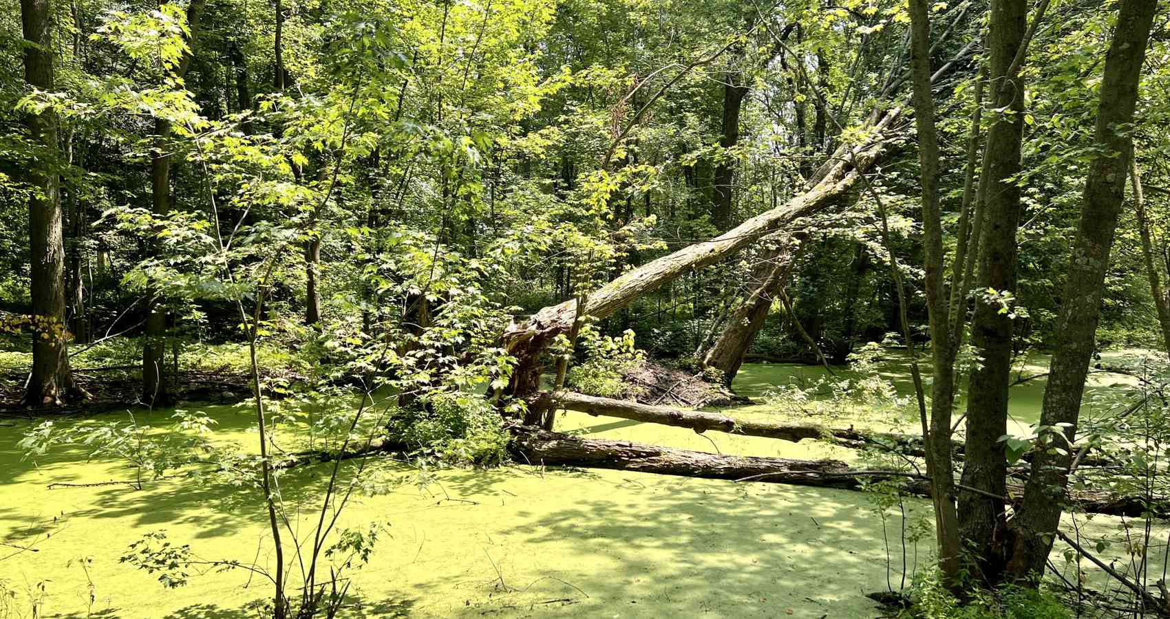Northern Bayou, essay by Genesio Zenone at Spillwords.com