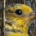 The Last Word, flash fiction by Angela Huskisson at Spillwords.com