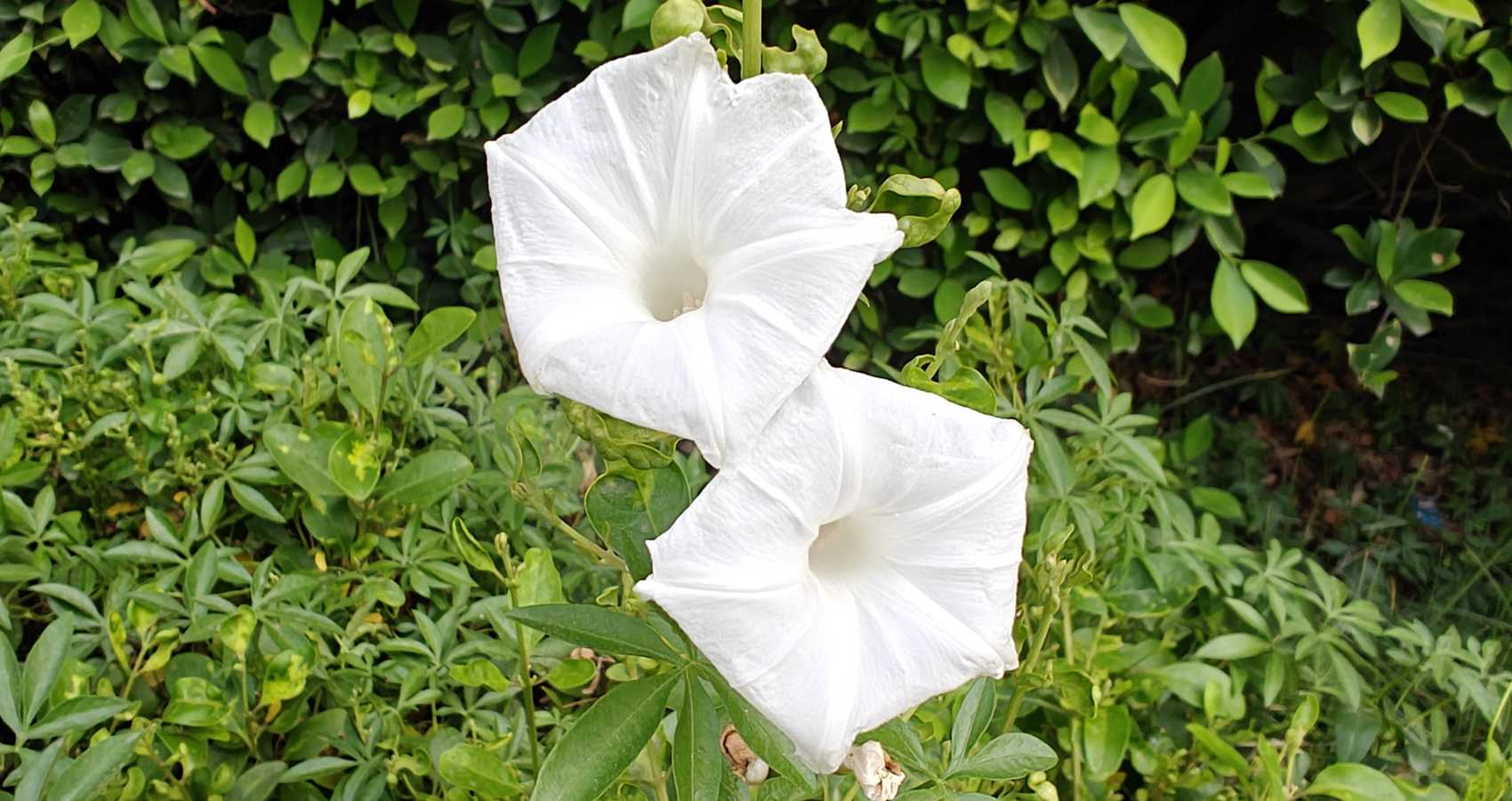 The Morning Glory, a poem by Ruchi Srivastava at Spillwords.com