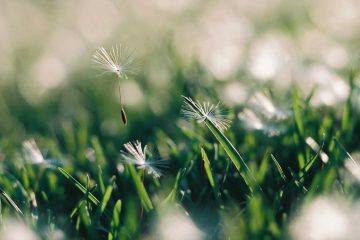 Un jour de mai, a poem by Stasia Poletskaia at Spillwords.com